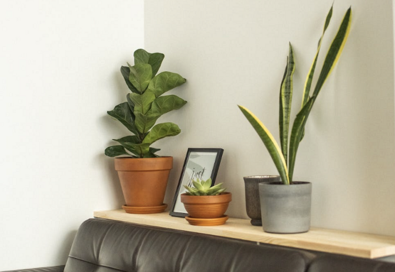 Уход за фикусом в домашних условиях: полив, размножение, лечение болезней