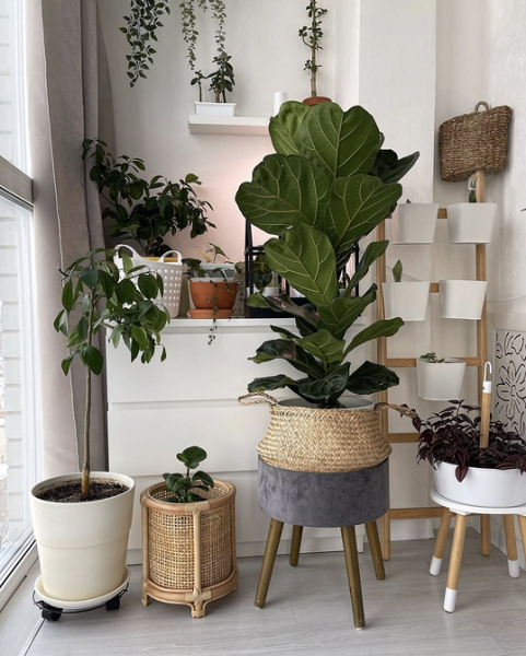 Уход за фикусом в домашних условиях: полив, размножение, лечение болезней