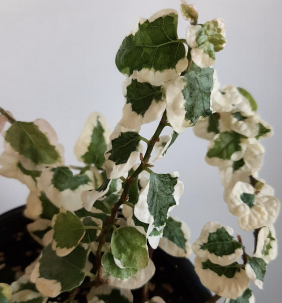 Уход за фикусом в домашних условиях: полив, размножение, лечение болезней