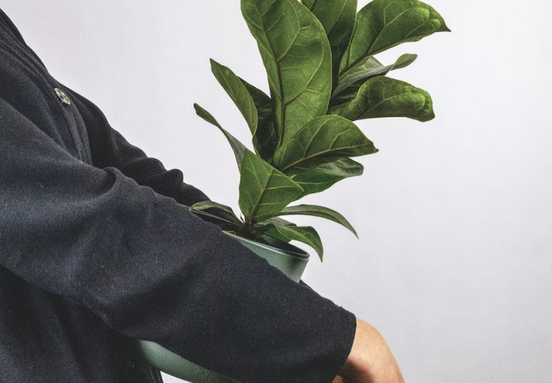 Уход за фикусом в домашних условиях: полив, размножение, лечение болезней