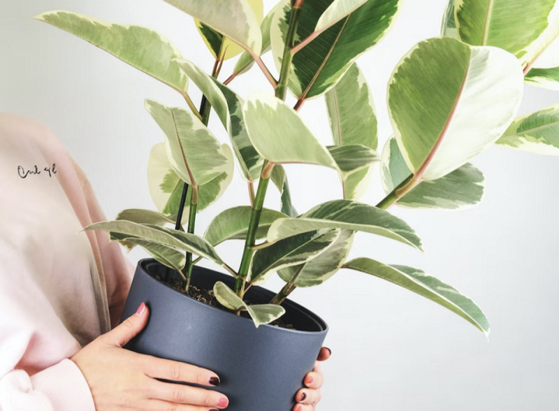 Уход за фикусом в домашних условиях: полив, размножение, лечение болезней