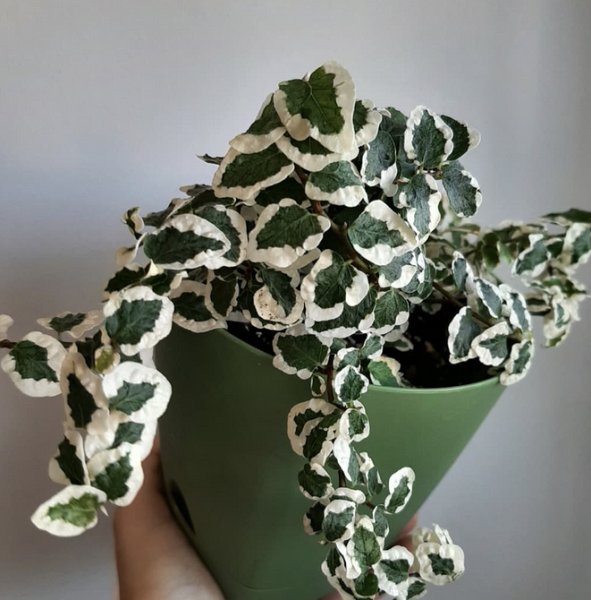 Уход за фикусом в домашних условиях: полив, размножение, лечение болезней