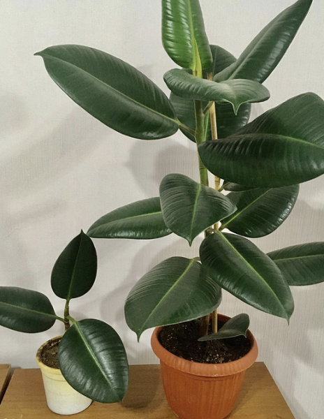 Уход за фикусом в домашних условиях: полив, размножение, лечение болезней