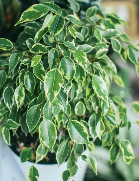 Уход за фикусом в домашних условиях: полив, размножение, лечение болезней