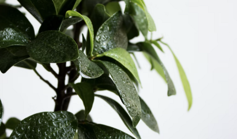 Уход за фикусом в домашних условиях: полив, размножение, лечение болезней