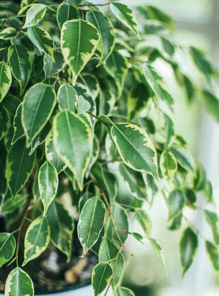 Уход за фикусом в домашних условиях: полив, размножение, лечение болезней