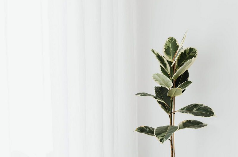 Уход за фикусом в домашних условиях: полив, размножение, лечение болезней