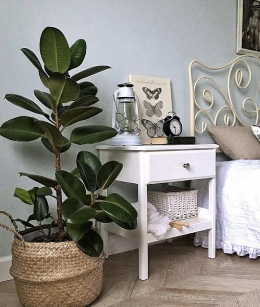 Уход за фикусом в домашних условиях: полив, размножение, лечение болезней