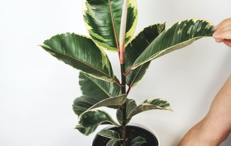 Уход за фикусом в домашних условиях: полив, размножение, лечение болезней