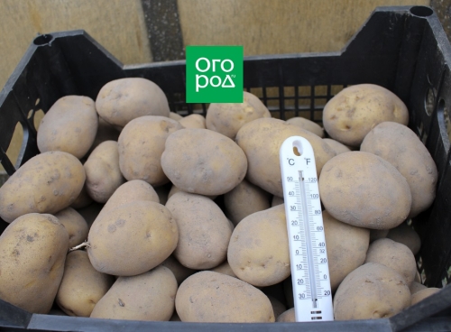 Как улучшить лежкость картофеля: 5 простых советов