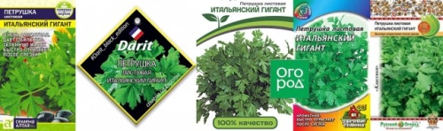 Лучшие сорта петрушки – корневой и листовой