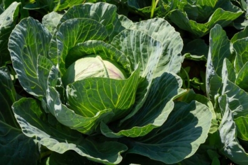 Выращивание капусты по Лунному календарю в 2023 году