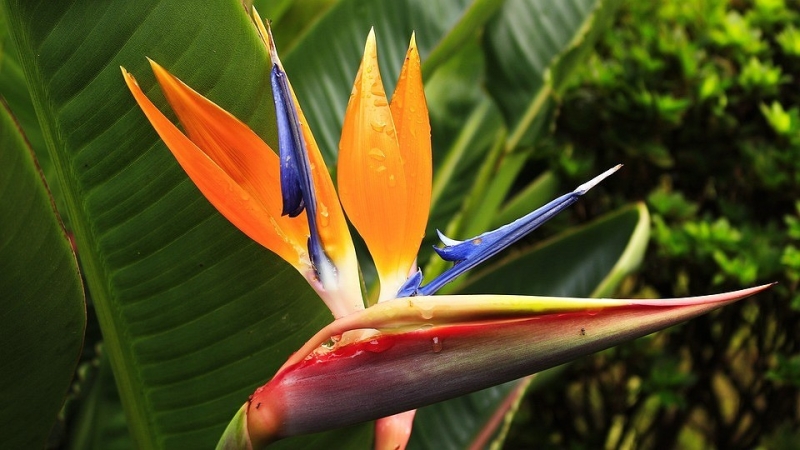 7 ярких растений, которые станут акцентами в интерьере