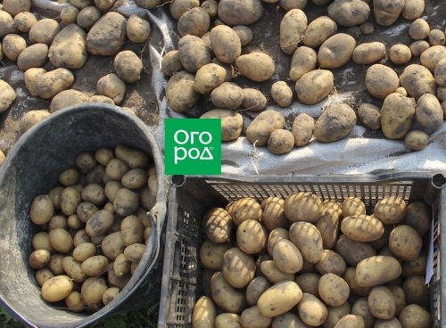 Как улучшить лежкость картофеля: 5 простых советов