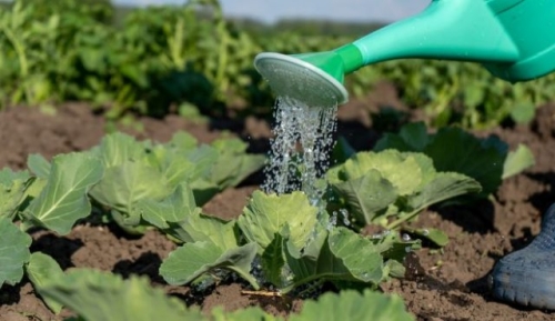 Выращивание капусты по Лунному календарю в 2023 году