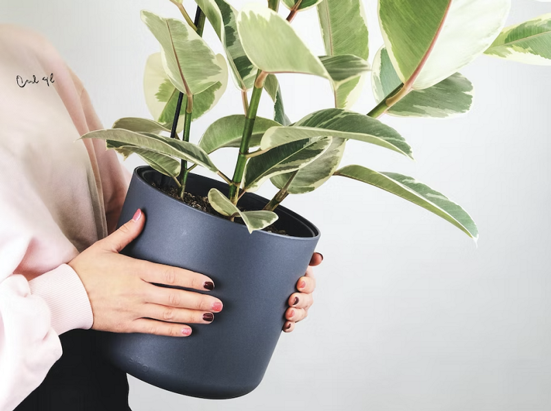 8 способов найти новый дом для комнатных растений