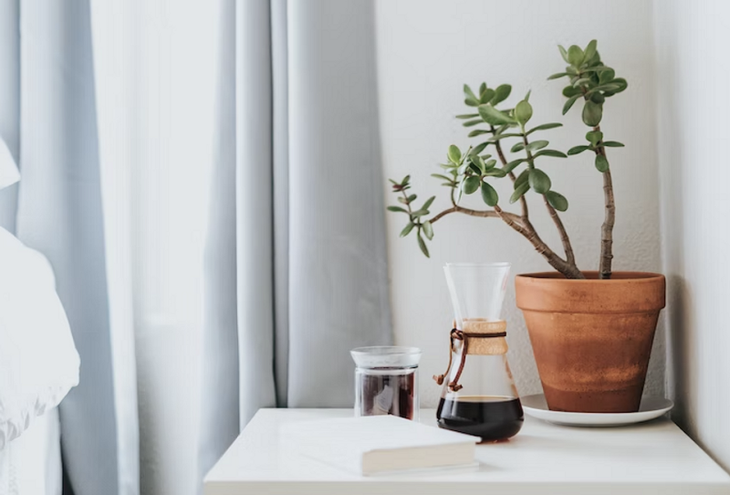 8 способов найти новый дом для комнатных растений