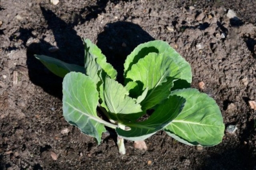 Выращивание капусты по Лунному календарю в 2023 году