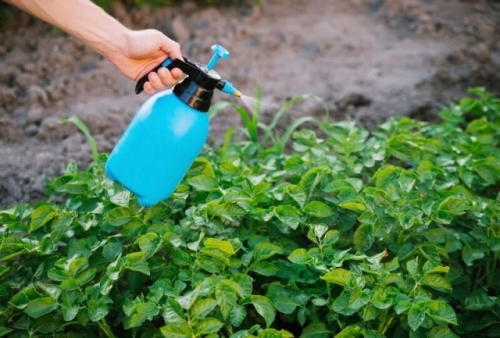 Выращивание картофеля по Лунному календарю в 2023 году