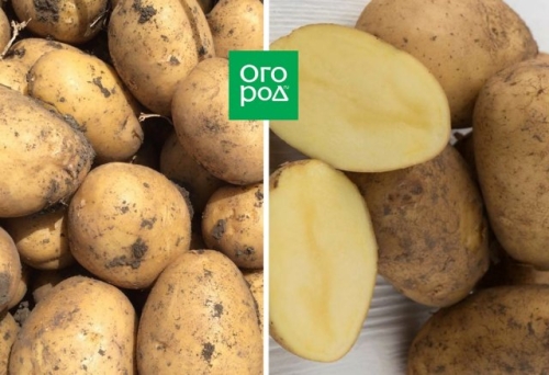 10 самых лежких сортов картофеля