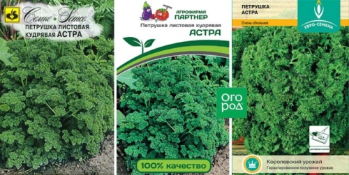 Лучшие сорта петрушки – корневой и листовой