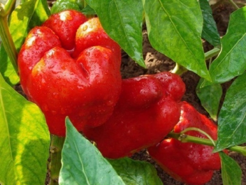 13 сортов сладкого перца с самыми крупными плодами