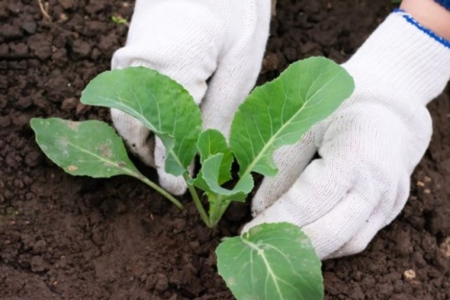 Выращивание капусты по Лунному календарю в 2023 году