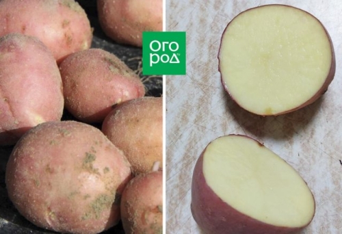 10 самых лежких сортов картофеля
