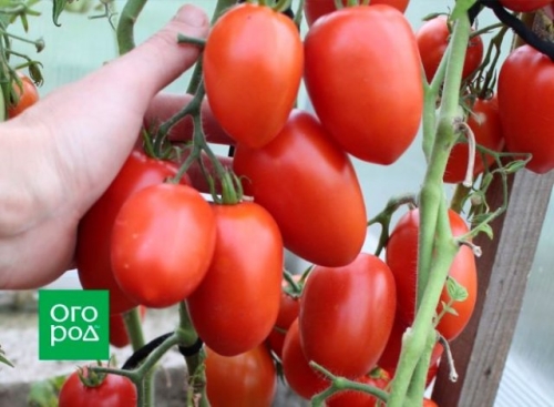 Первые помидоры в июне - это реально! Самые ранние сорта и гибриды томатов