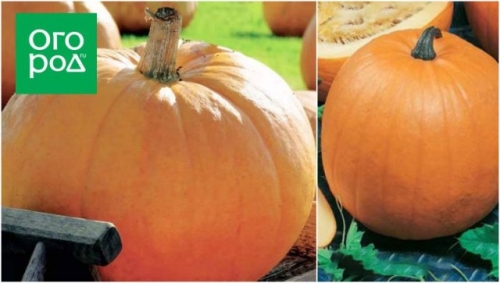 Топ-15 самых крупных сортов тыквы: настоящие гиганты на грядке