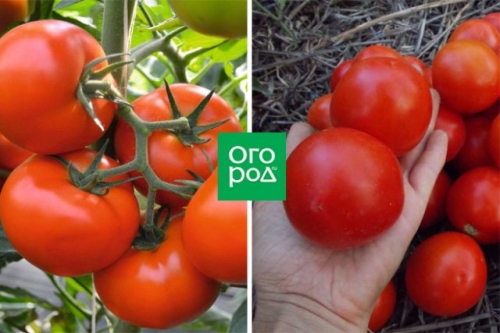 Малыши-крепыши: 20 лучших низкорослых сортов и гибридов томата