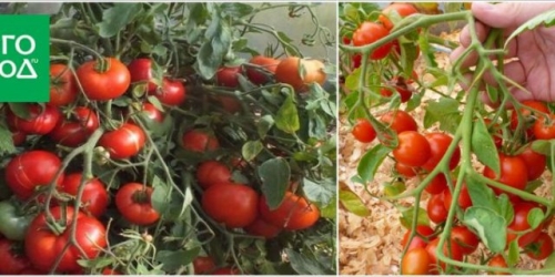 Первые помидоры в июне - это реально! Самые ранние сорта и гибриды томатов