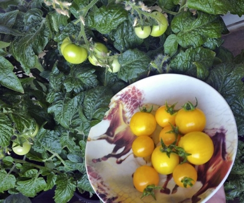 19 лучших сортов томатов черри: для теплицы, открытого грунта и балкона