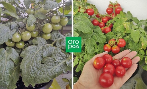 19 лучших сортов томатов черри: для теплицы, открытого грунта и балкона