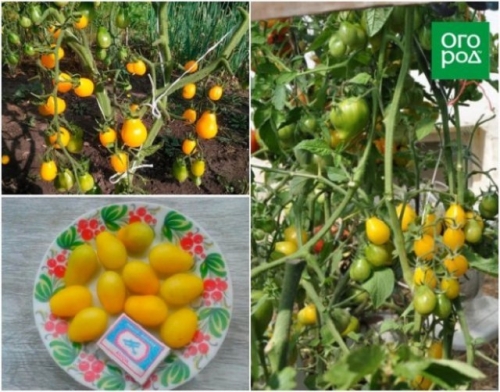 19 лучших сортов томатов черри: для теплицы, открытого грунта и балкона