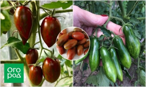 Первые помидоры в июне - это реально! Самые ранние сорта и гибриды томатов