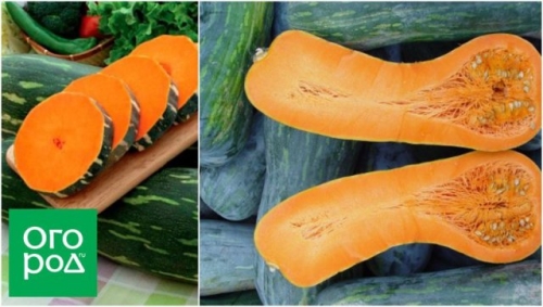 Топ-15 самых крупных сортов тыквы: настоящие гиганты на грядке