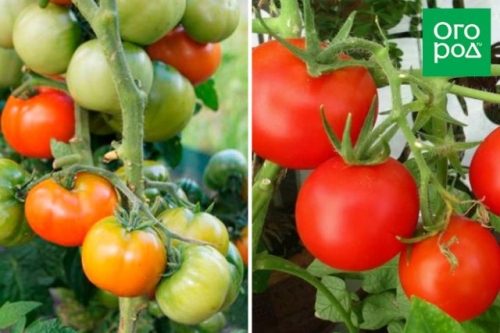 Сорта томатов, которые не надо пасынковать: 20 вариантов для ленивых дачников