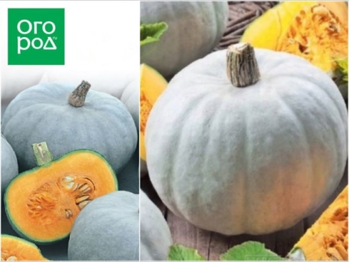 Топ-15 самых крупных сортов тыквы: настоящие гиганты на грядке