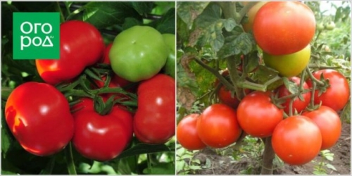Первые помидоры в июне - это реально! Самые ранние сорта и гибриды томатов