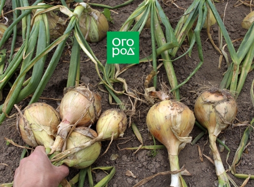 Выращивание лука и чеснока по Лунному календарю в 2023 году