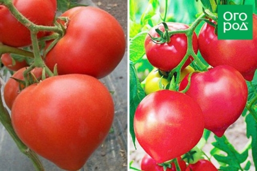 Малыши-крепыши: 20 лучших низкорослых сортов и гибридов томата