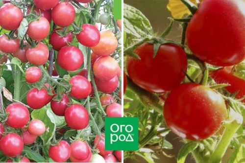 Малыши-крепыши: 20 лучших низкорослых сортов и гибридов томата