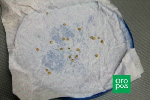 Тест на всхожесть: как понять, что купленные семена – хорошие