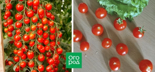 19 лучших сортов томатов черри: для теплицы, открытого грунта и балкона