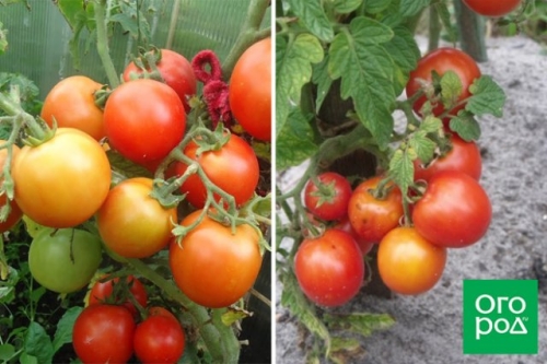 Малыши-крепыши: 20 лучших низкорослых сортов и гибридов томата