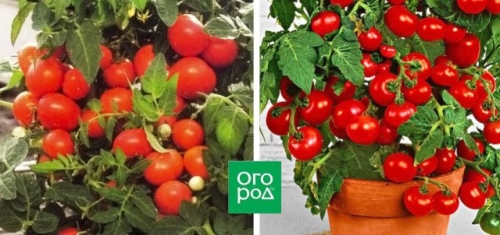 19 лучших сортов томатов черри: для теплицы, открытого грунта и балкона