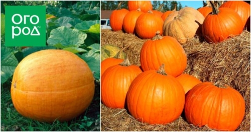 Топ-15 самых крупных сортов тыквы: настоящие гиганты на грядке