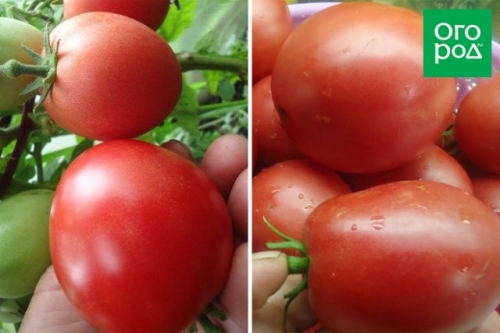 Сорта томатов, которые не надо пасынковать: 20 вариантов для ленивых дачников