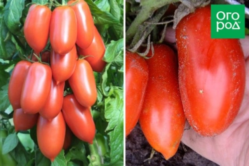 Сорта томатов, которые не надо пасынковать: 20 вариантов для ленивых дачников